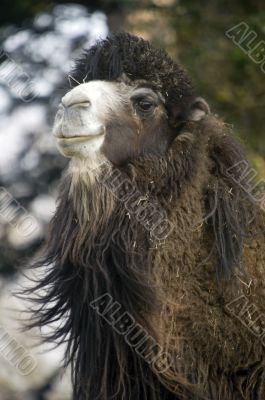 Bactrian Camel