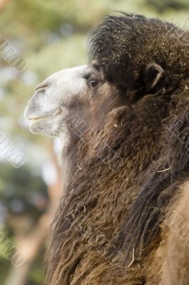 Bactrian Camel