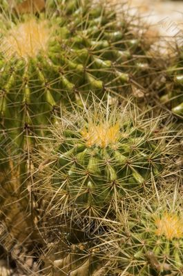 Barrel Cactus