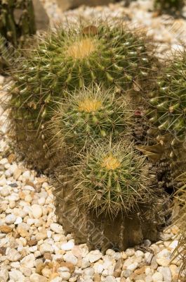 Barrel Cactus