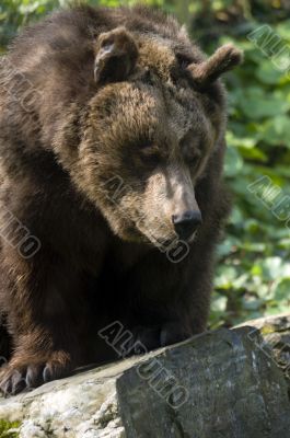Brown Bear