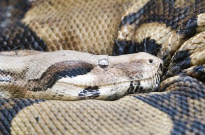 Burmese Python