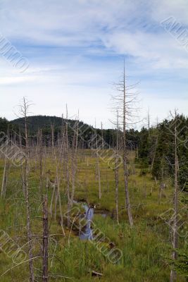 Trees