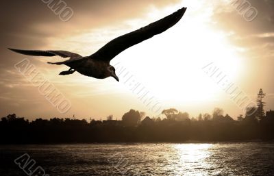 Sea gull at sunset