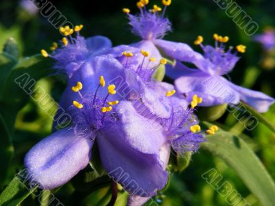 Spiderwort