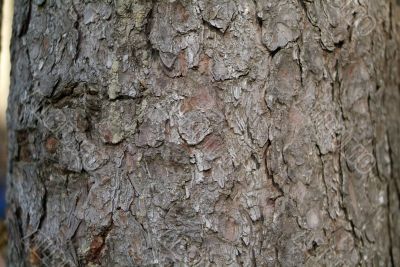 tree bark