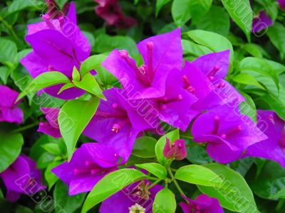 fresh flower plant purple