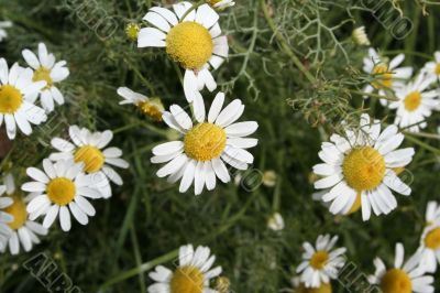 Field flowers of a camomile