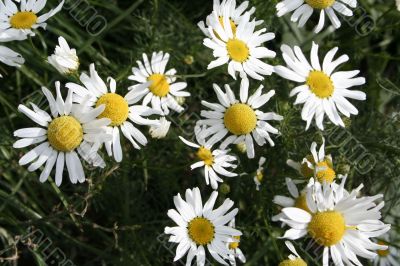 flowers of a camomile