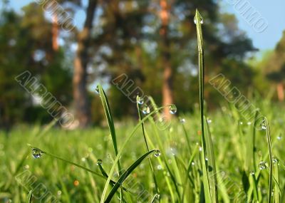 Dew on the grass in a park