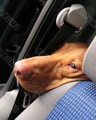 Dog in a car