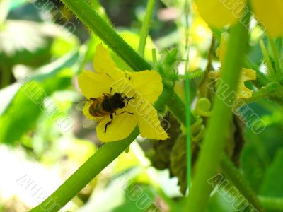 Small bee on the flower