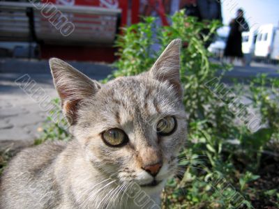 Cute cat