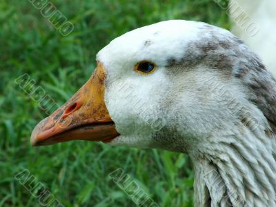 Face and neck of a white goose