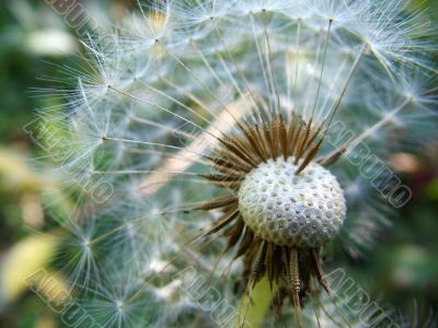 White dandelion on a green background