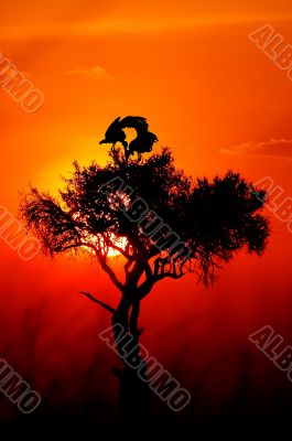 African sunset