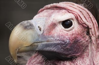 Lappet Faced Vulture