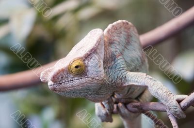 Parsons Chameleon