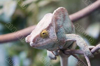 Parsons Chameleon