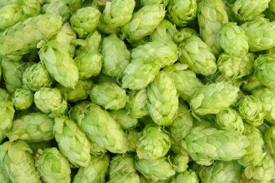 green hops