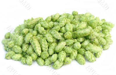 pile of hops