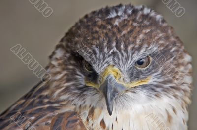 Ferruginous Buzzard
