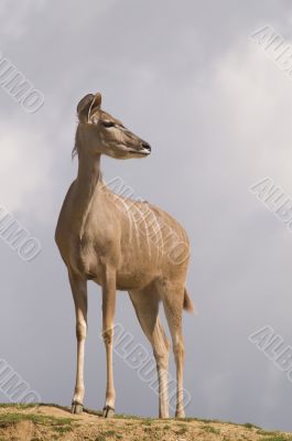 Greater Kudu
