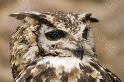 Ethiopian Eagle Owl