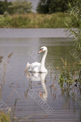 Mute Swan