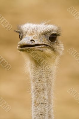 Ostrich