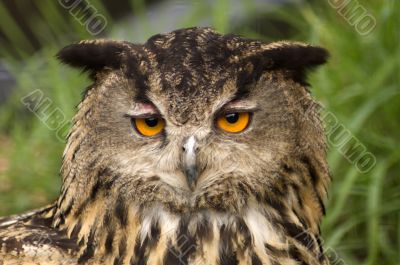 European Eagle Owl