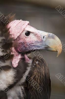 Lappet Faced Vulture