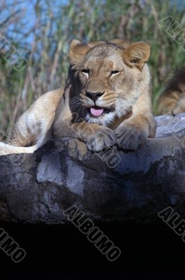 Lion