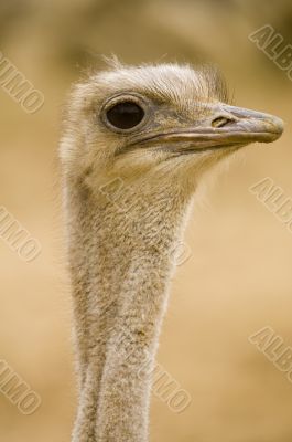 Ostrich