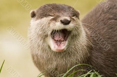Eurasian River Otter