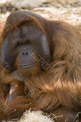 Male Orangutan