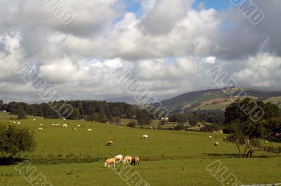 Farmland in the Lake District