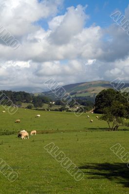 Farmland in the Lake District