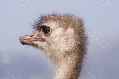 Ostrich