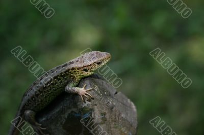 Green lizard on the fence