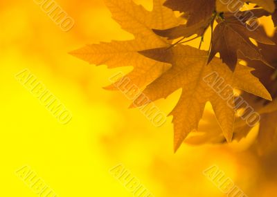 yellow leaves, shallow focus