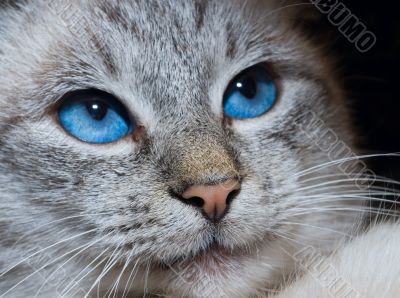 cat with deep blue eyes
