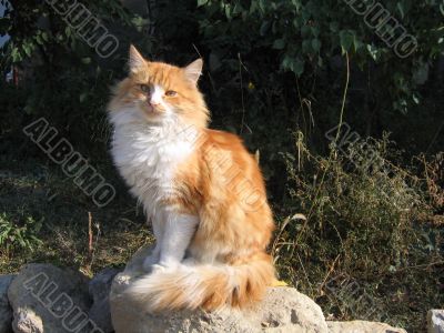 white and red cat in sunlight