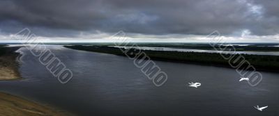Swan fly on water.