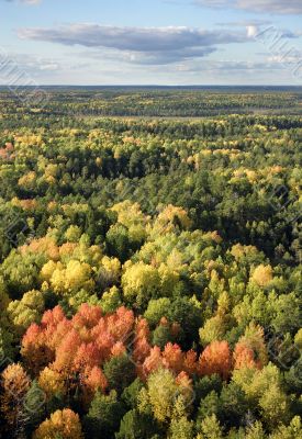 Autumn taiga