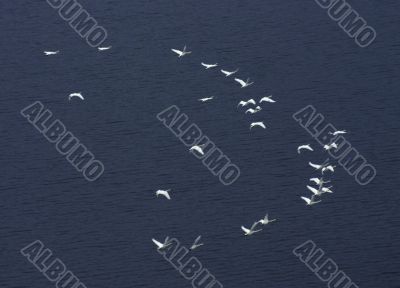 Swan fly on water.