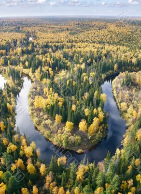 Autumn forest
