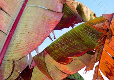 Colorful banana leaves