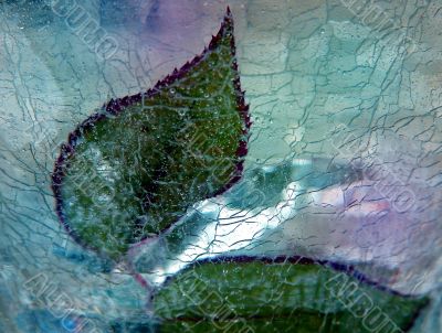 Rose leaves under ice