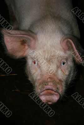 Porky